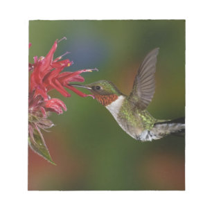 Bloc-note Colibri à gorge rubis mâle