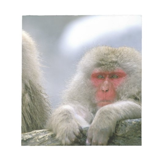 Bloc-note Couple de singes des neiges, Macaque japonais, (Devant)