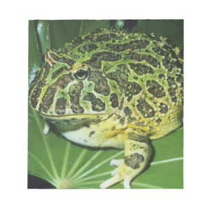 Bloc-note Crapaud Orné, (Ceratophrys ornata),