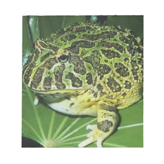 Bloc-note Crapaud Orné, (Ceratophrys ornata), (Devant)