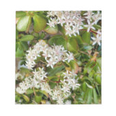 Bloc-note Crassula ovata (Devant)