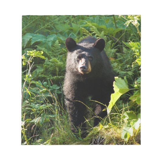 Bloc-note Curieux ours noir (Devant)