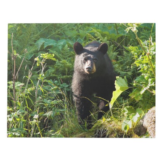 Bloc-note Curieux ours noir (Devant)