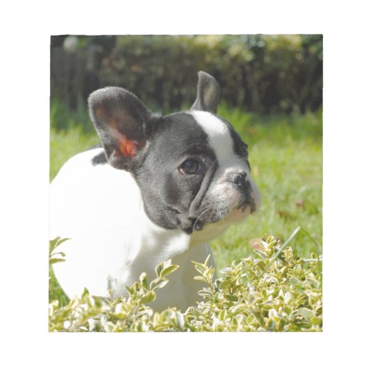 Bloc-note Cute French bulldog on grass (Devant)