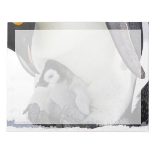 Bloc-note Cutest Baby Animals   Baby Emperor Penguin
