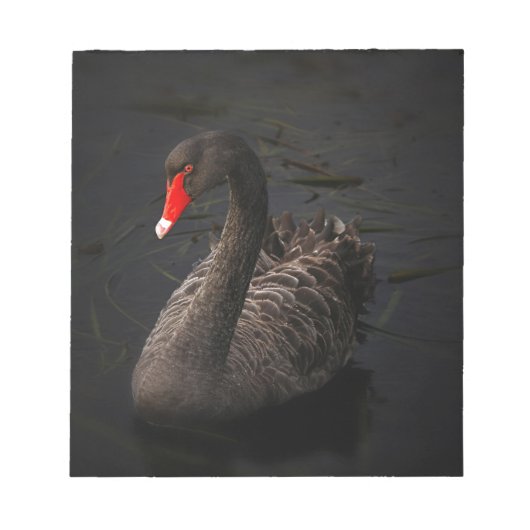 Bloc-note Cygne noir (Devant)