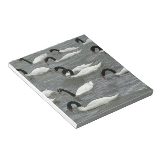 Bloc-note Cygnes à cou noir (Cygnus melancoryphus) (Incliné)