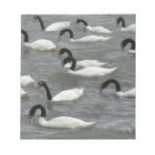 Bloc-note Cygnes à cou noir (Cygnus melancoryphus) (Devant)