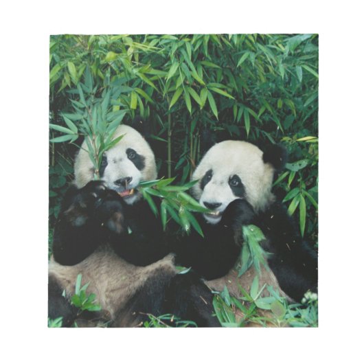Bloc-note Deux pandas mangeant du bambou ensemble, Wolong (Devant)