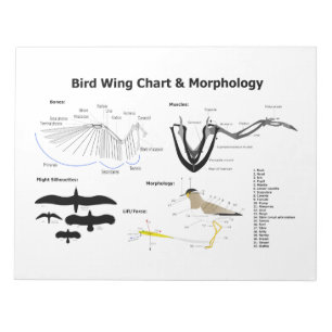 Bloc-note Diagramme de l'anatomie des ailes d'oiseaux