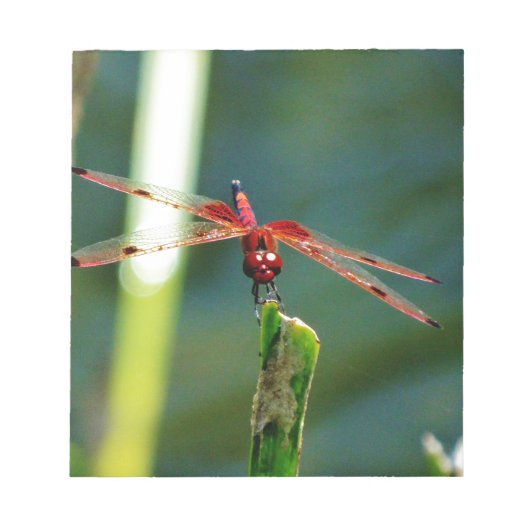 Bloc-note Dragonfly frontale rouge et noire (Devant)