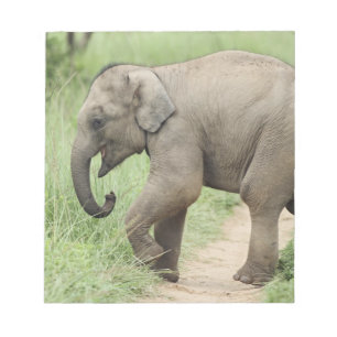 Bloc-note Éléphant bébé suivant sa mère, Corbett