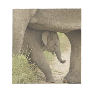 Bloc-note Éléphant indien / asiatique et jeune, Corbett
