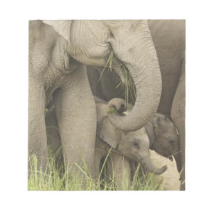 Bloc-note Éléphant indien / asiatique et jeune, Corbett 3