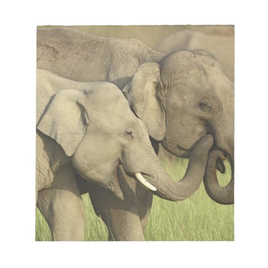 Bloc-note Éléphants d'Asie indiens (Devant)