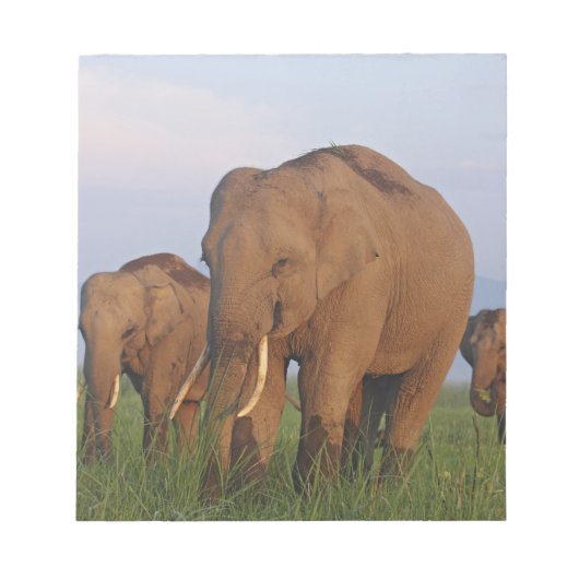 Bloc-note Éléphants indiens dans la prairie (Devant)