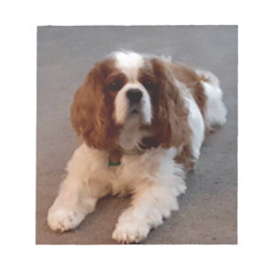 Bloc-note Épagneul cavalier adorable du Roi Charles