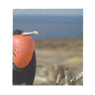 Bloc-note Équateur, Galapagos, Île Genovesa. Prince
