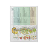 Bloc-note Espagnol ANS effets de subbluxation Tear Off Pad (Tourné)