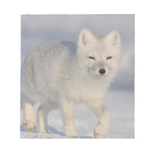 Bloc-note États-Unis, Alaska, 1002 Plaine côtière de l'ANWR.