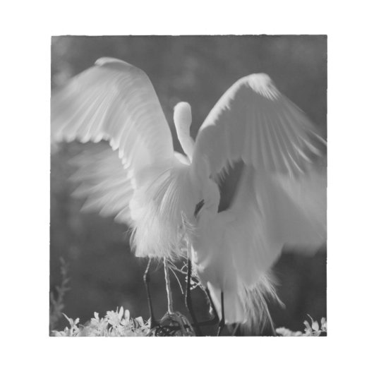 Bloc-note États-Unis, Floride, Grande Aigrette (Ardea alba) (Devant)