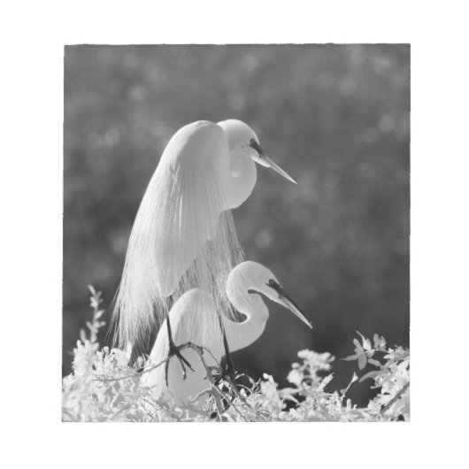 Bloc-note États-Unis, Floride, Grande Aigrette (Ardea alba) (Devant)