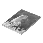 Bloc-note États-Unis, Floride, Great Egret (Ardea alba) infr (Tourné)