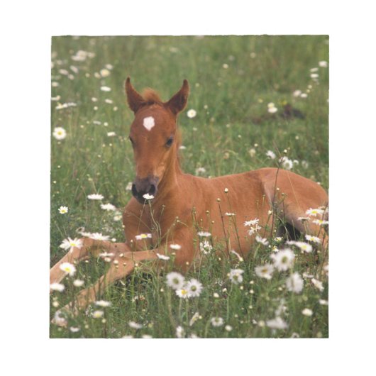 Bloc-note États-Unis, Oregon, Poney arabe. (Devant)