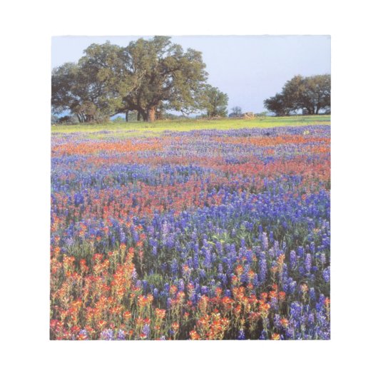 Bloc-note États-Unis, Texas, Llano. Bluebonnets et redbonnet (Devant)