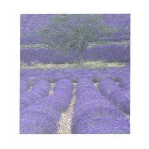 Bloc-note Europe, France, Provence, Sault, Champs Lavande 2