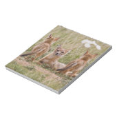 Bloc-note Femelle du renard véloce (Vulpes velox) jeune à (Tourné)