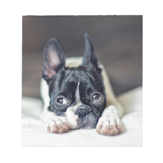 Bloc-note Fina the Boston Terrier (Devant)