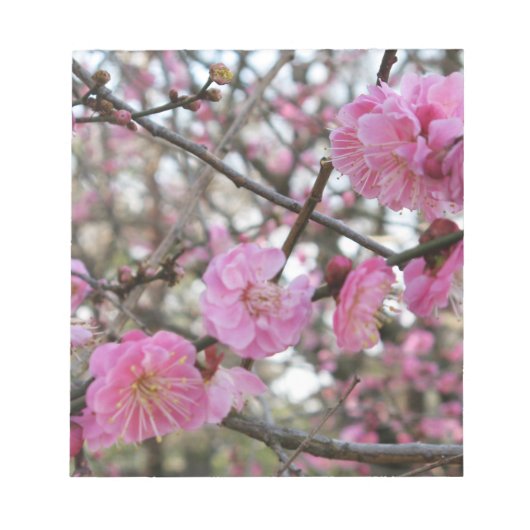 Bloc-note Fleur de cerisier rose / Sakura / ク(桜) (Devant)