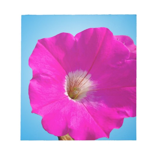 Bloc-note fleur pétunia rose en arrière - plan bleu. (Devant)