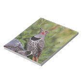 Bloc-note Flicker du Nord, ColMatiauratus, Red shafted (Tourné)