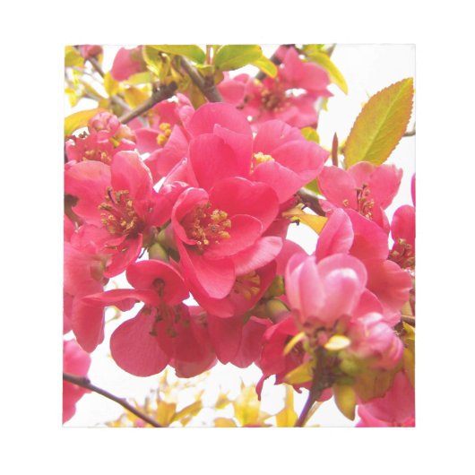 Bloc-note Flower Quince Japon Fleurs de printemps rose arbus (Devant)