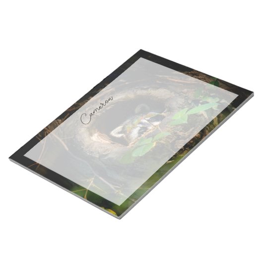 Bloc-note Forêt | Raccoon Peeking (Incliné)