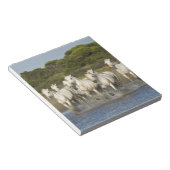 Bloc-note France, Camargue. Chevaux traversent l'estuaire 3 (Incliné)