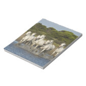 Bloc-note France, Camargue. Chevaux traversent l'estuaire 3 (Tourné)