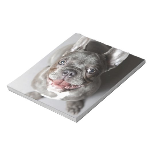 Bloc-note Französische Bulldogge (Tourné)