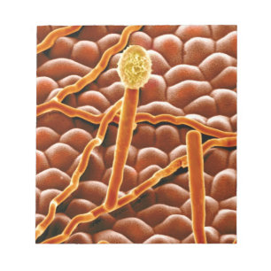 Bloc-note Fungus de poudrière sur Poinsettia