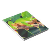 Bloc-note Giant Bicolor Monkey Treefrog, Phyllomedusa (Incliné)