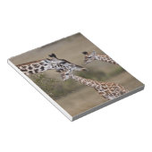 Bloc-note Girafe maasaï (Giraffa tippelskirchi) (Incliné)