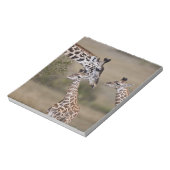Bloc-note Girafe maasaï (Giraffa tippelskirchi) (Tourné)