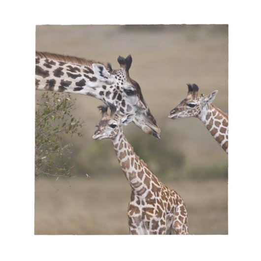 Bloc-note Girafe maasaï (Giraffa tippelskirchi) (Devant)