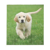 Bloc-note Golden retriever (Devant)