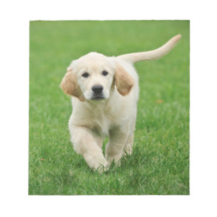 Bloc-note Golden retriever