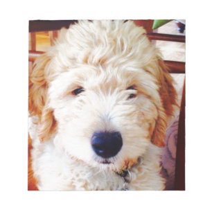 Bloc-note Goldendoodle Puppy