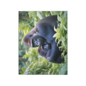 Bloc-note Gorilla Animal Nature Faune Affection Soin (Tourné)