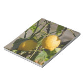 Bloc-note Graphiques Citron Espagnol (Tourné)